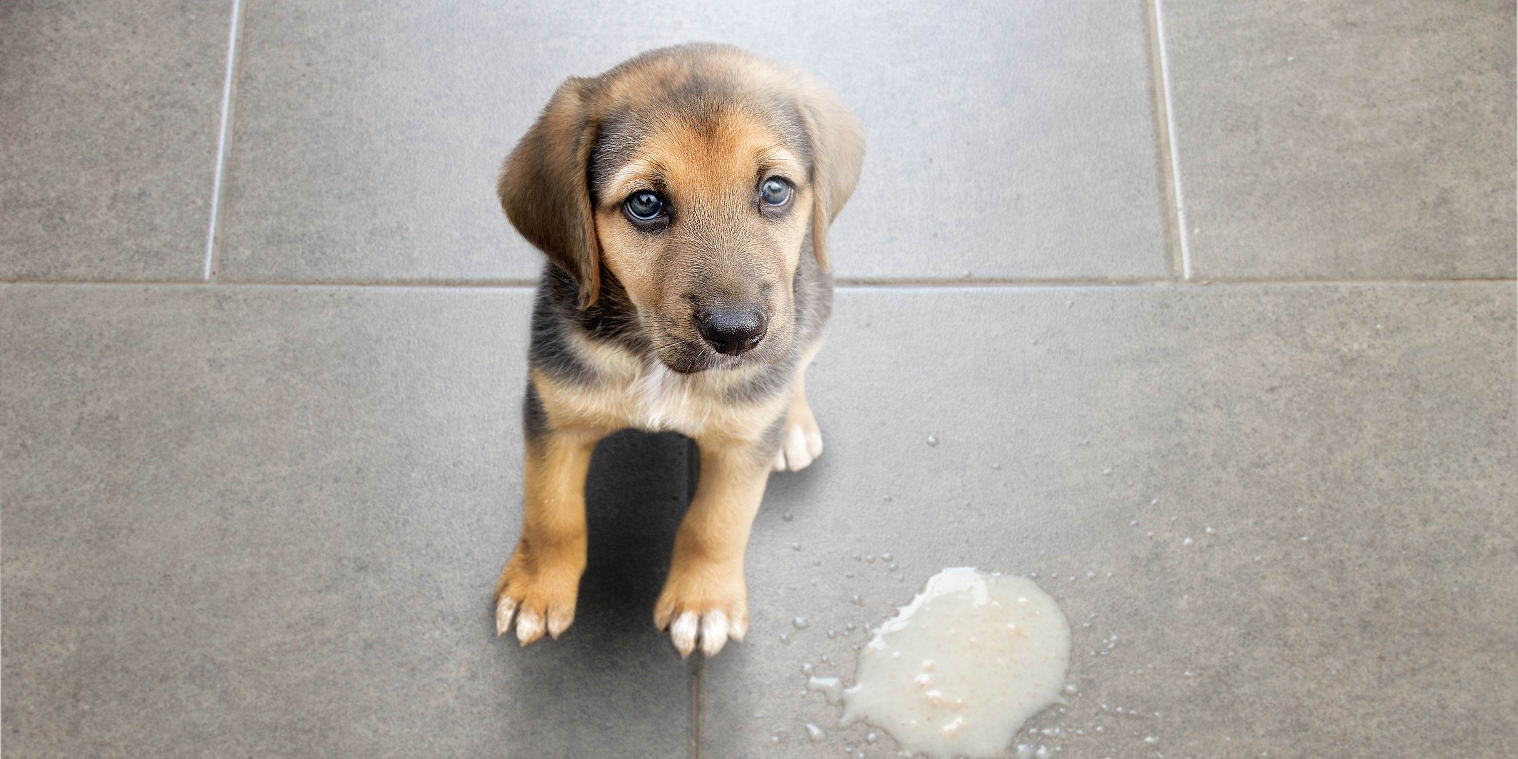 throwing up white foam in dogs