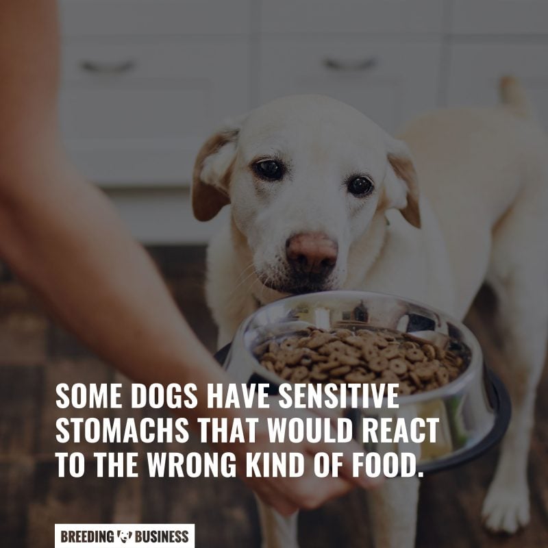 sensitive stomach dogs