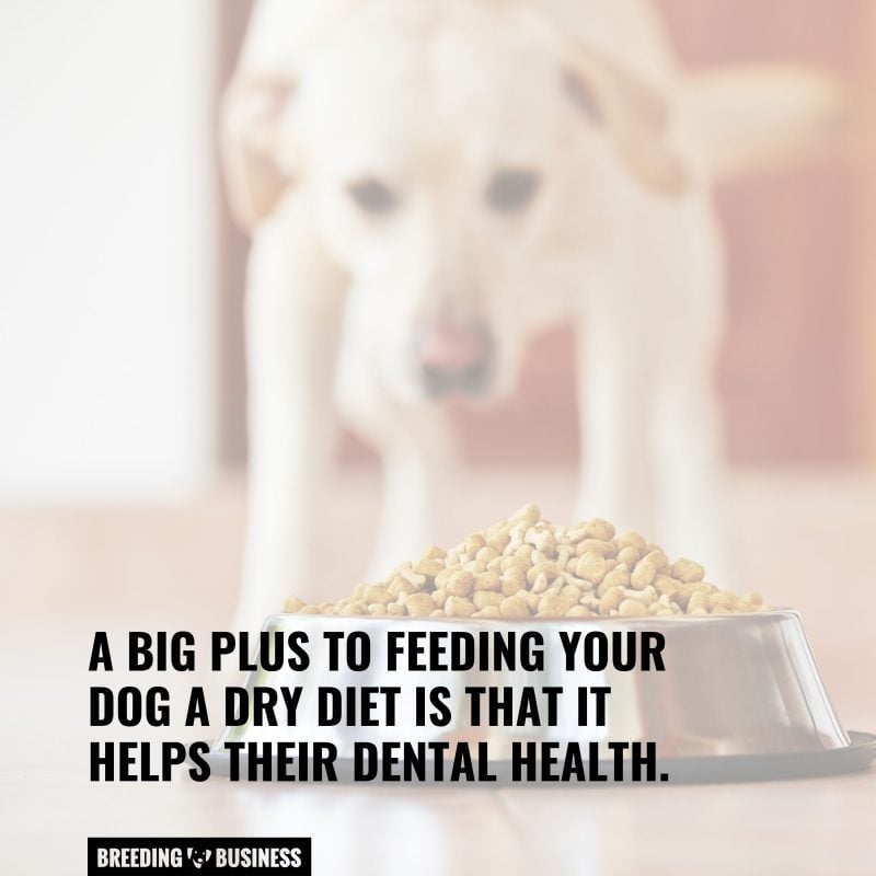dental health for dry dog food