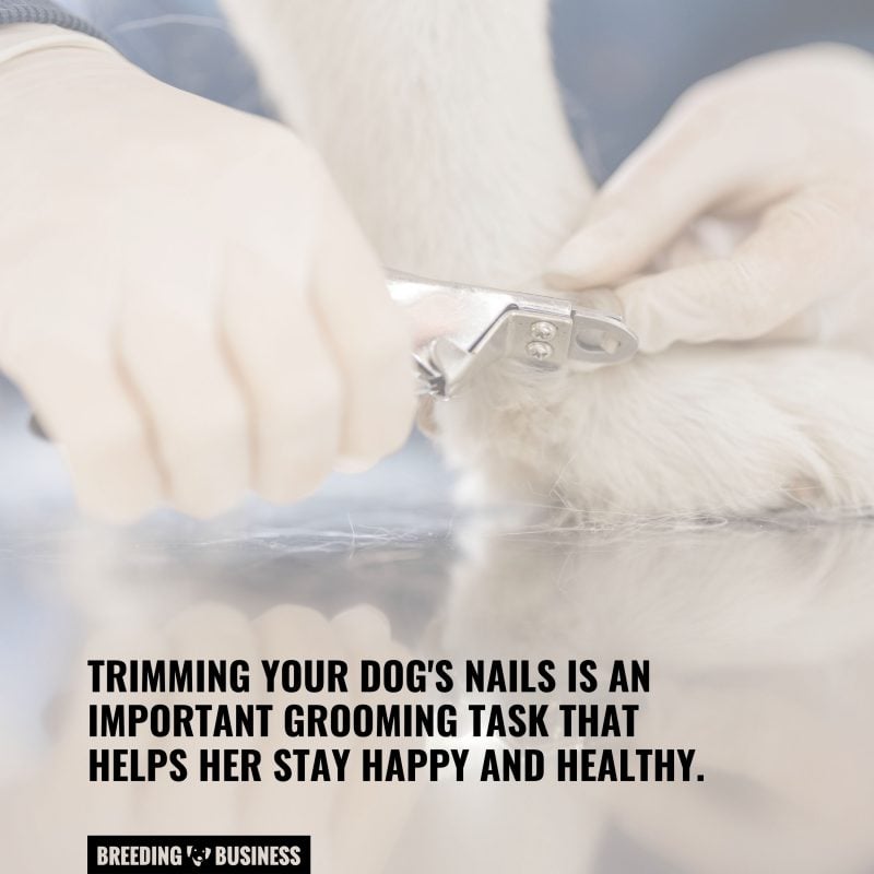 dog nail care importance