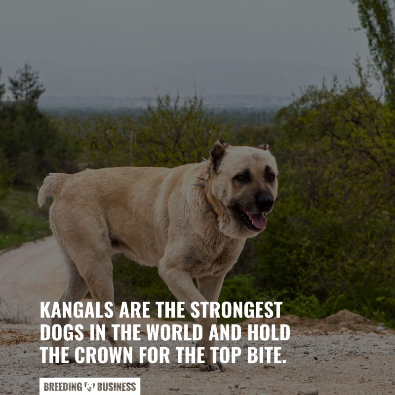 the kangal dog