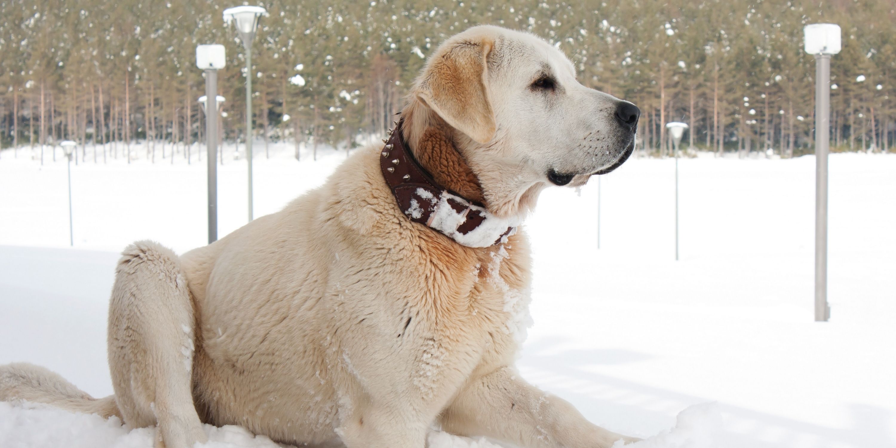 How To Breed Kangal Dogs History Temperament Look Bite Force How To Breed Kangal Dogs History Temperament Look Bite Force