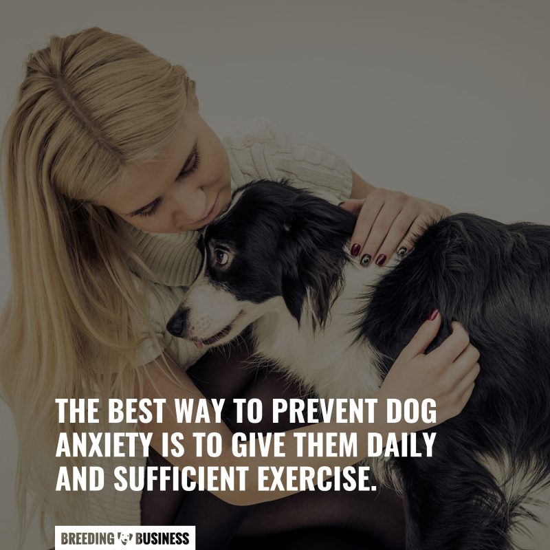 dog anxiety prevention