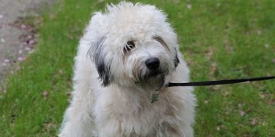 dog breed of soft coat wheaten terriers