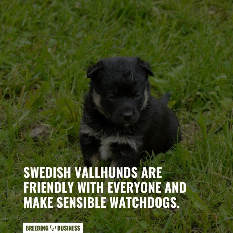 pet swedish valhund dogs