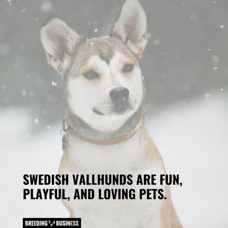 personality of swedish valhund dogs