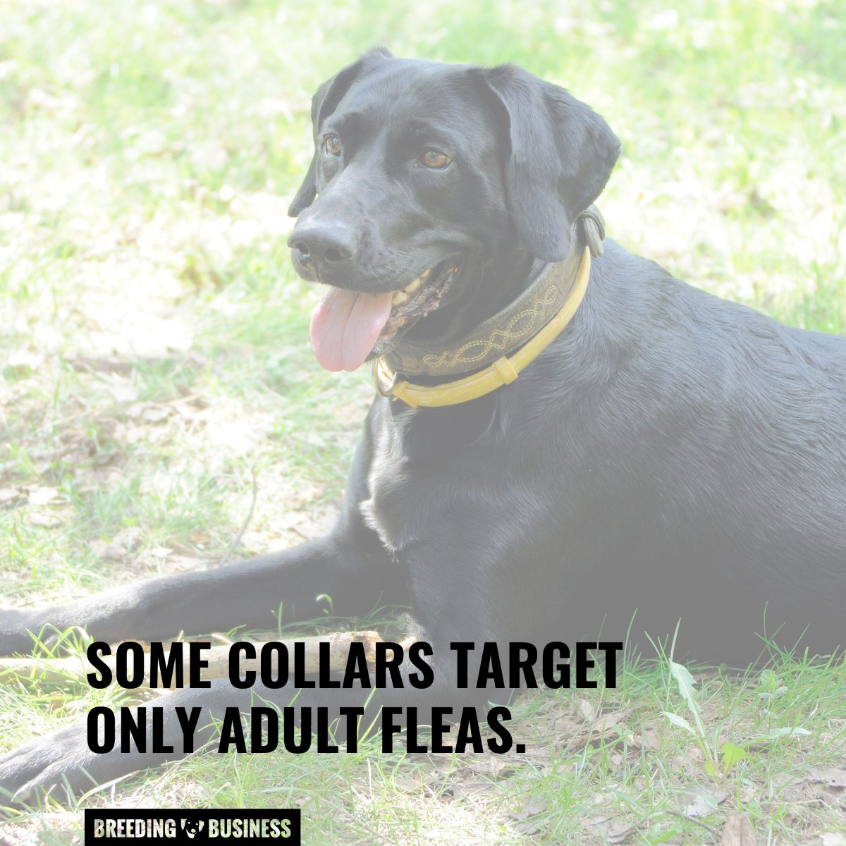 Do tick clearance collars work