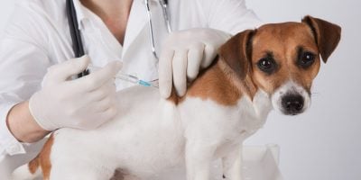 Find out what dog vaccines are and its importance.