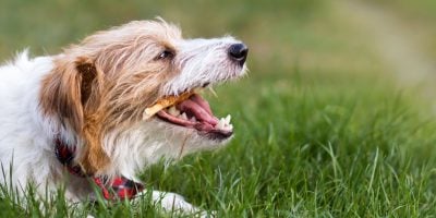 dental treats best for dogs