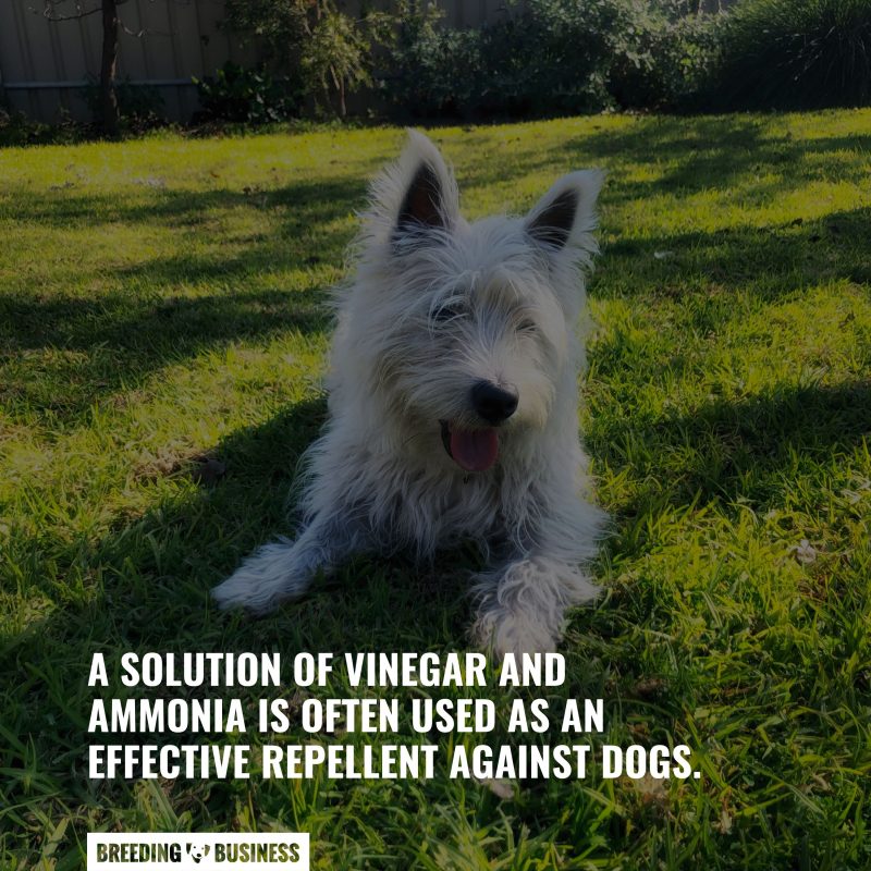 dog repellent composition