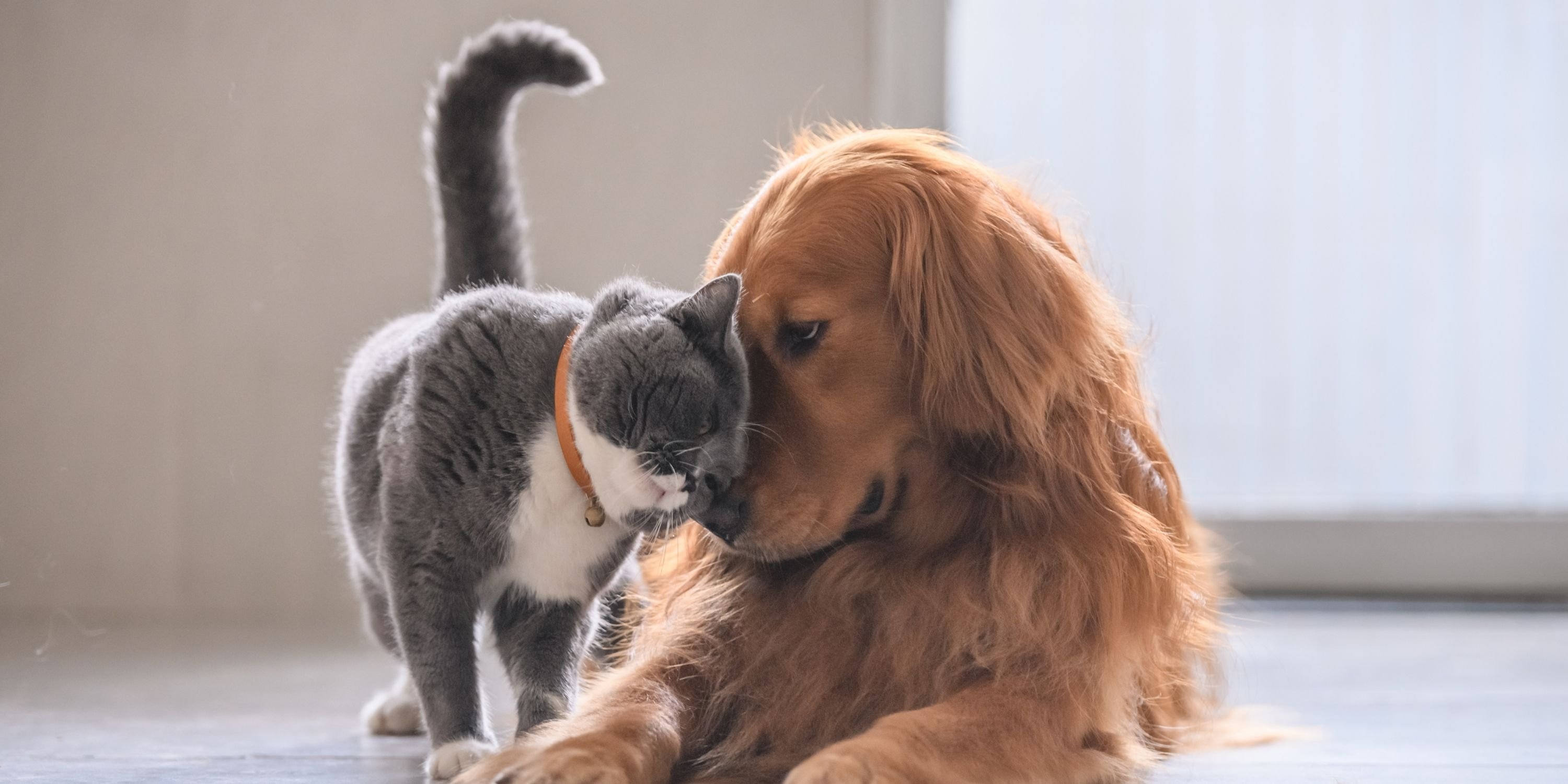 cats and dogs understanding each other