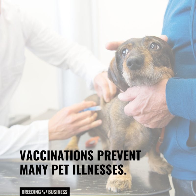 dog vaccine importance