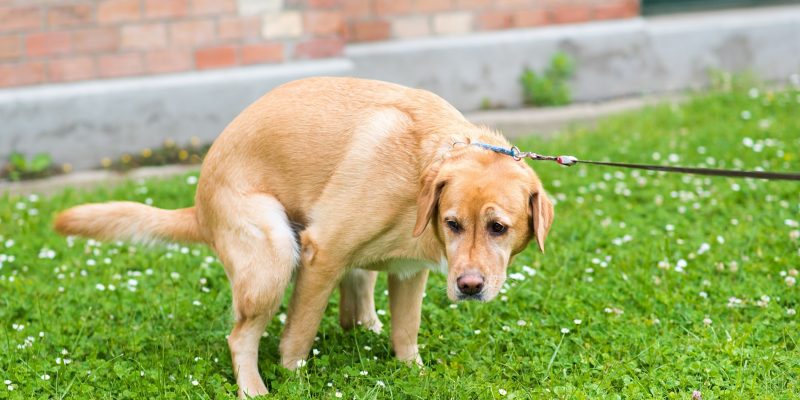 how-to-make-a-dog-poop-quickly-causes-at-home-help-faq