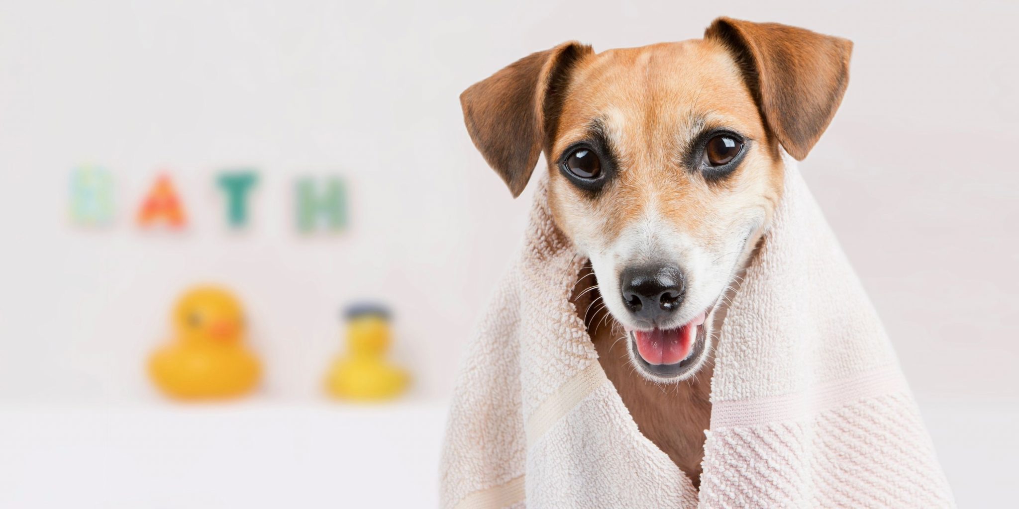 How To Make a Dog Smell Good Causes, Treatment & FAQ