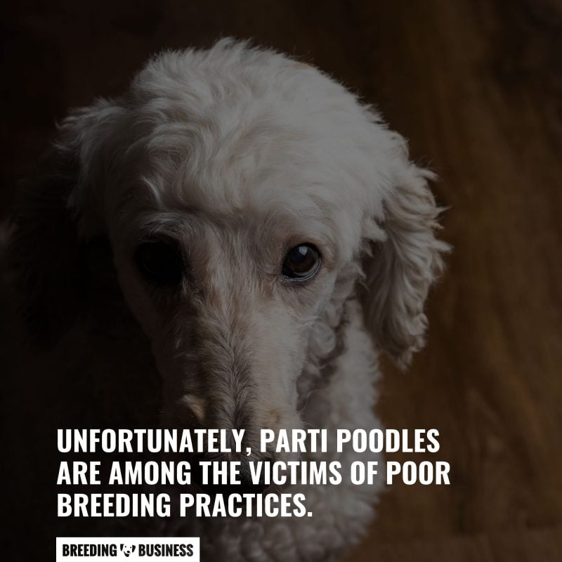 breeding a part poodle