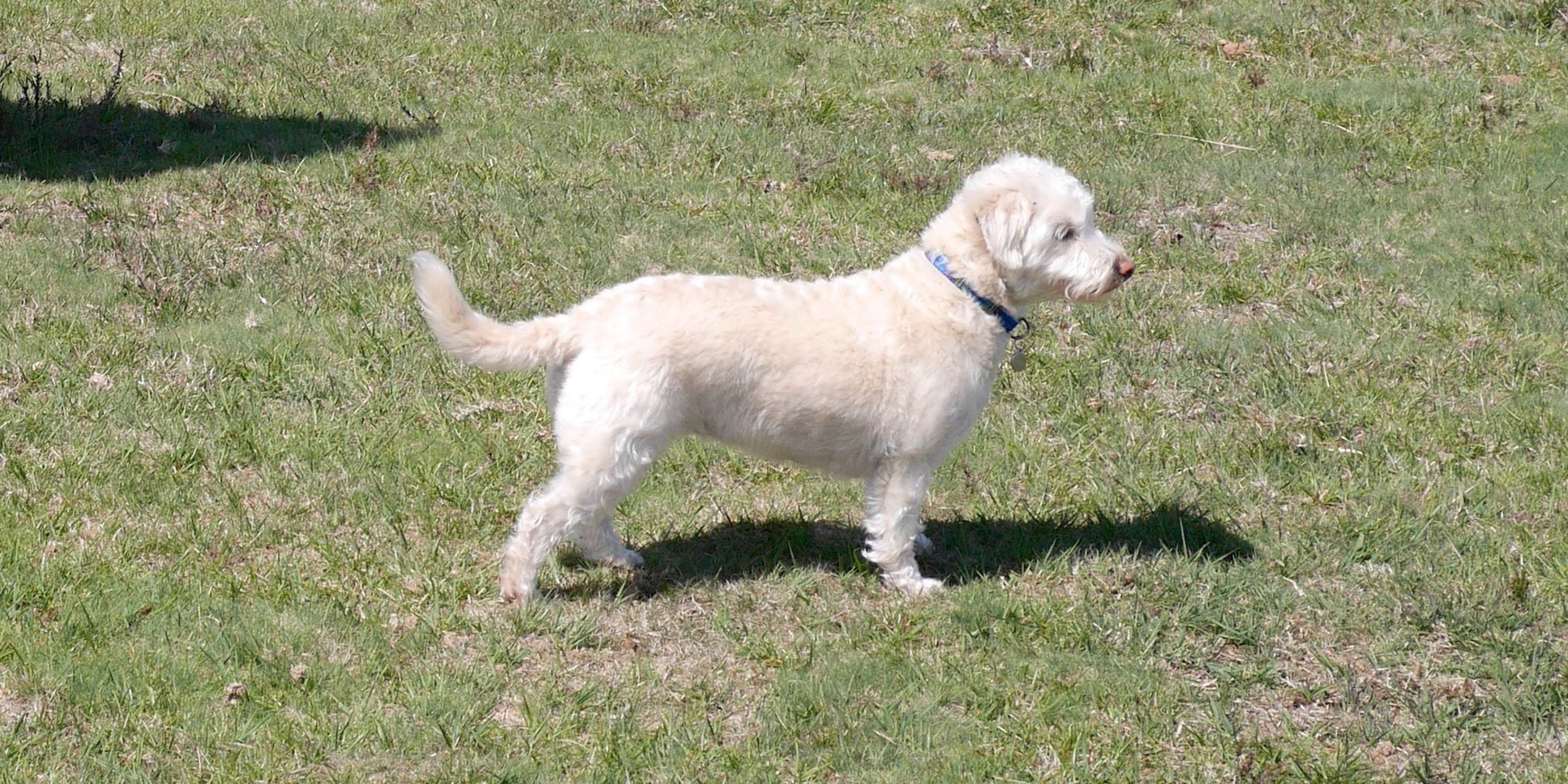 Westiepoo Breed Profile, Puppies, Health, Facts, Price