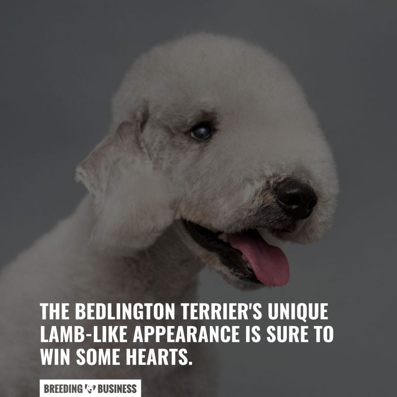 Bedlington Terrier breed that originated in England