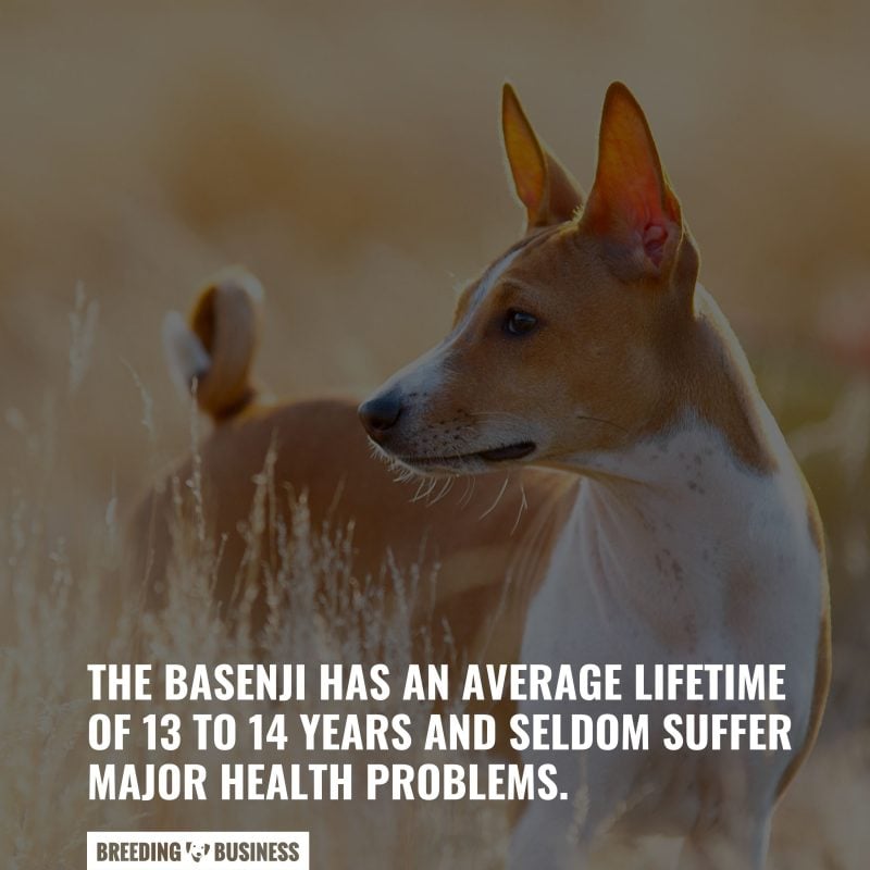 Basenji dog breed has an average lifetime of 13 to 14 years