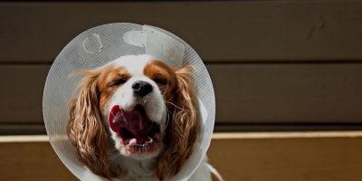 8 Best Cones For Dogs