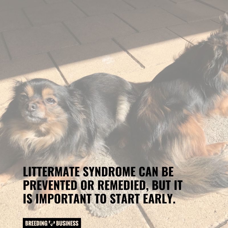 littermate syndrome cure