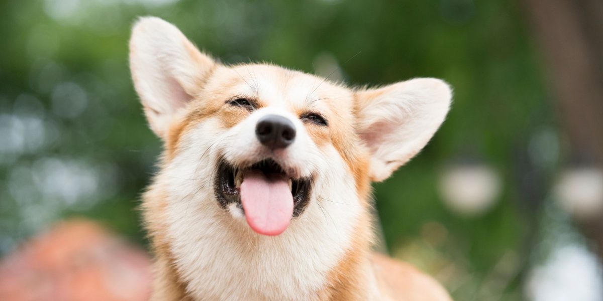 19 Dog Breeds That Are Good With Rabbits