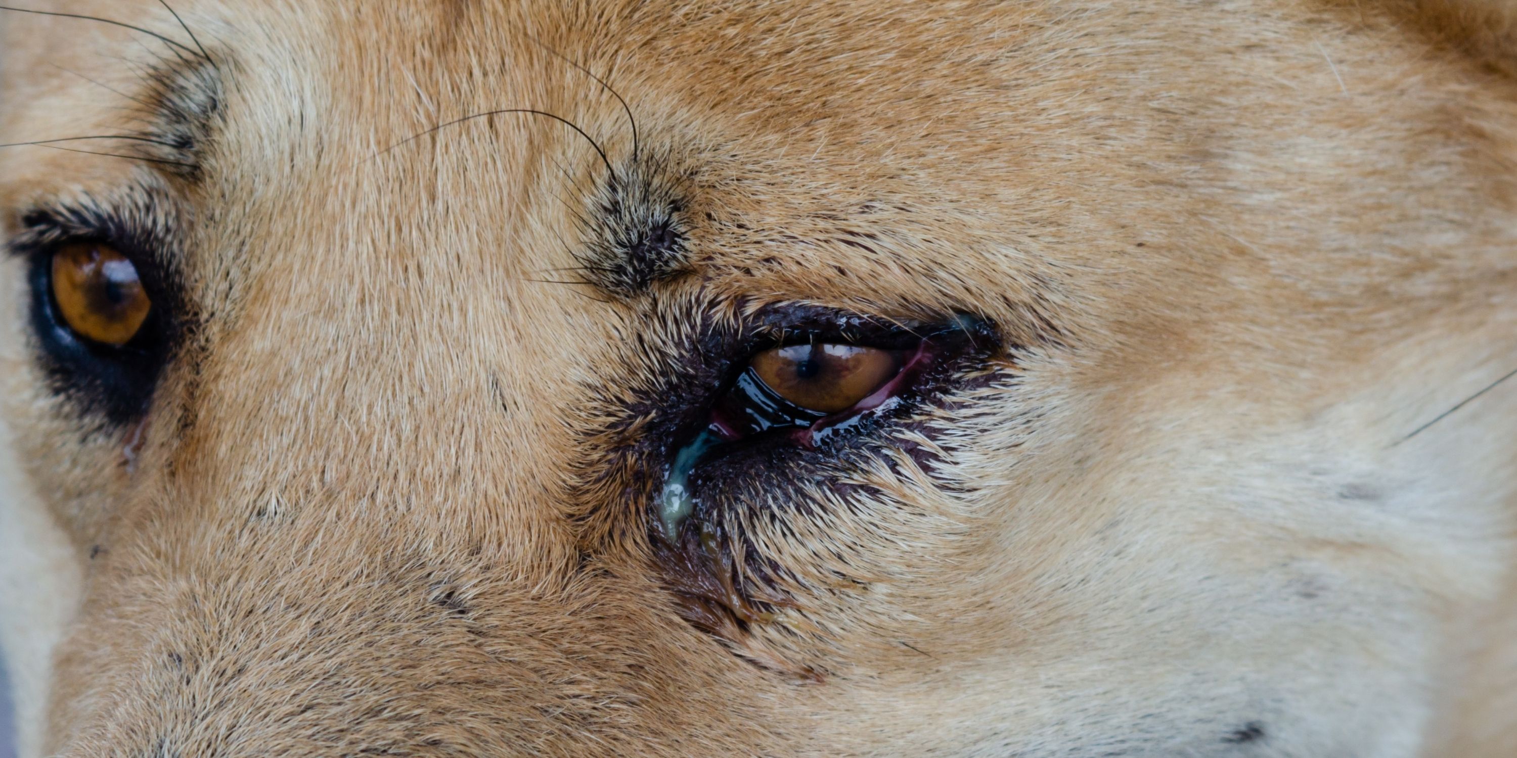 how can i treat my dogs eye discharge