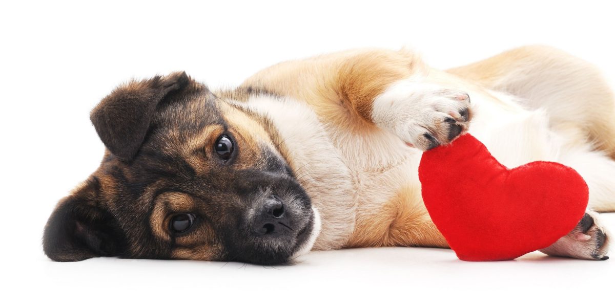 Fresh Look at 11 Best Dog Foods For Congestive Heart Failure