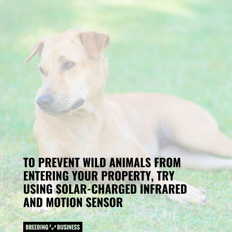 protecting your dog in heat from wild animals