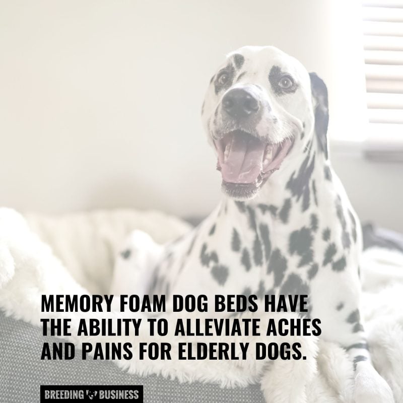 memory foam elderly dog beds