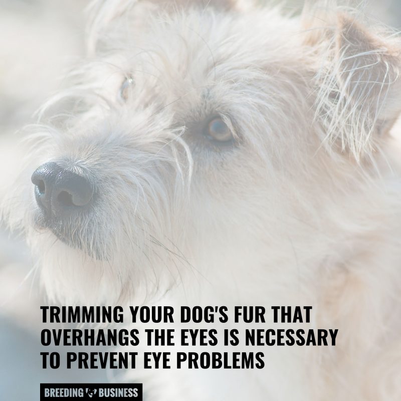 preventing dog eye booger