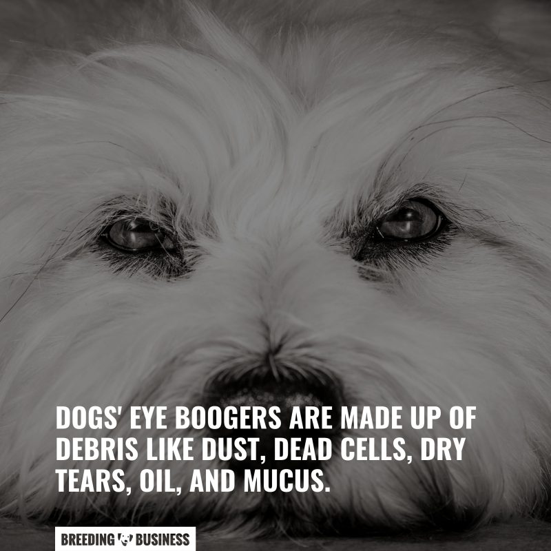 why are dogs eye boogers black