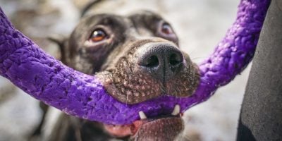 20 Best Teething Toys For Puppies