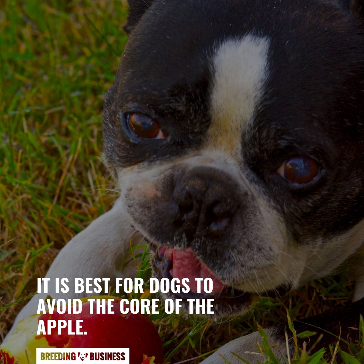 Image showcasing My Dog Swallowed An Apple Seed – What Should I Do Now?