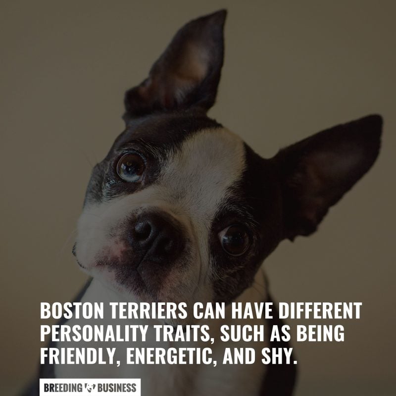 Boston terrier dog breed