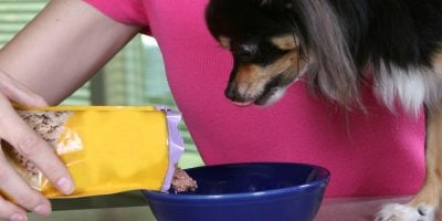 26 Best Dog Foods In Pouches