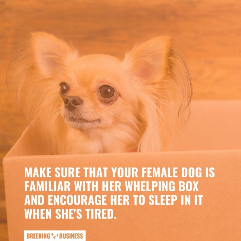 dog in whelping box