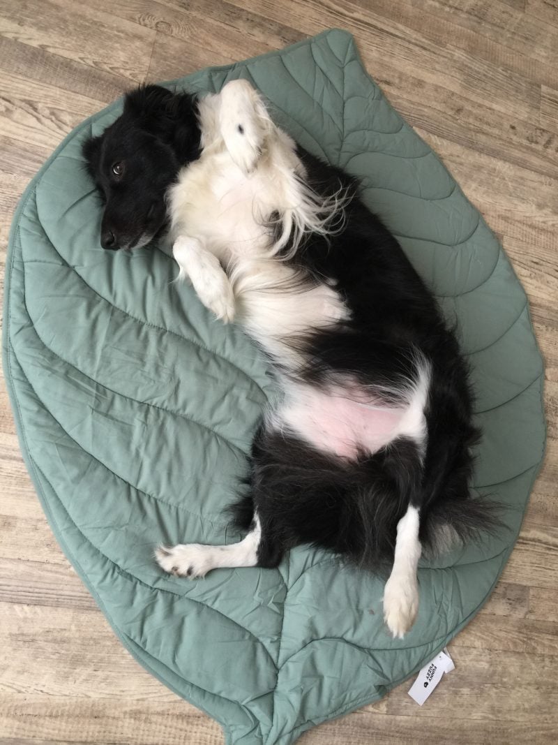 funny fuzzy leaf shaped dog bed