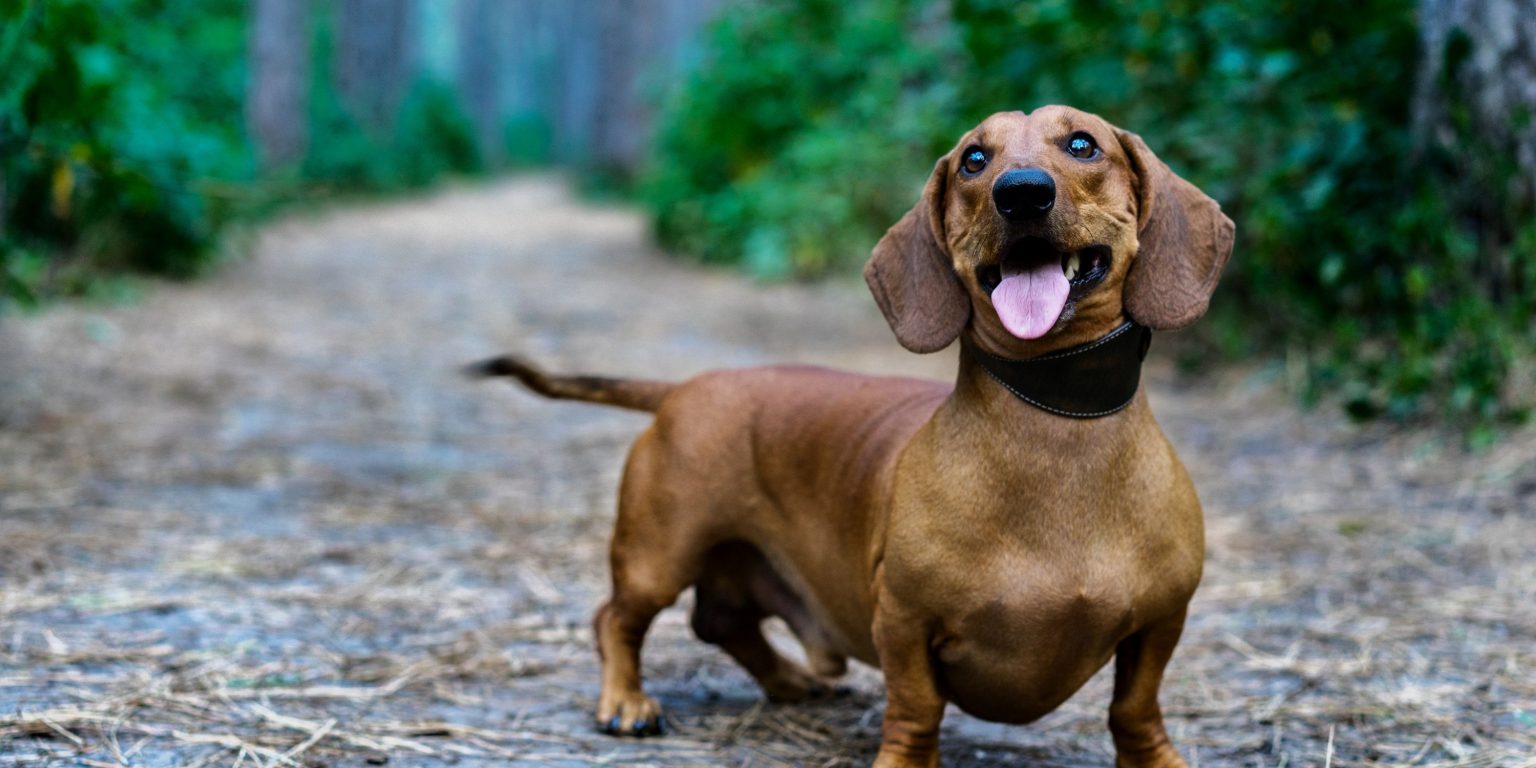 View of 22 Low-Cost & Affordable Dog Breeds In 2026