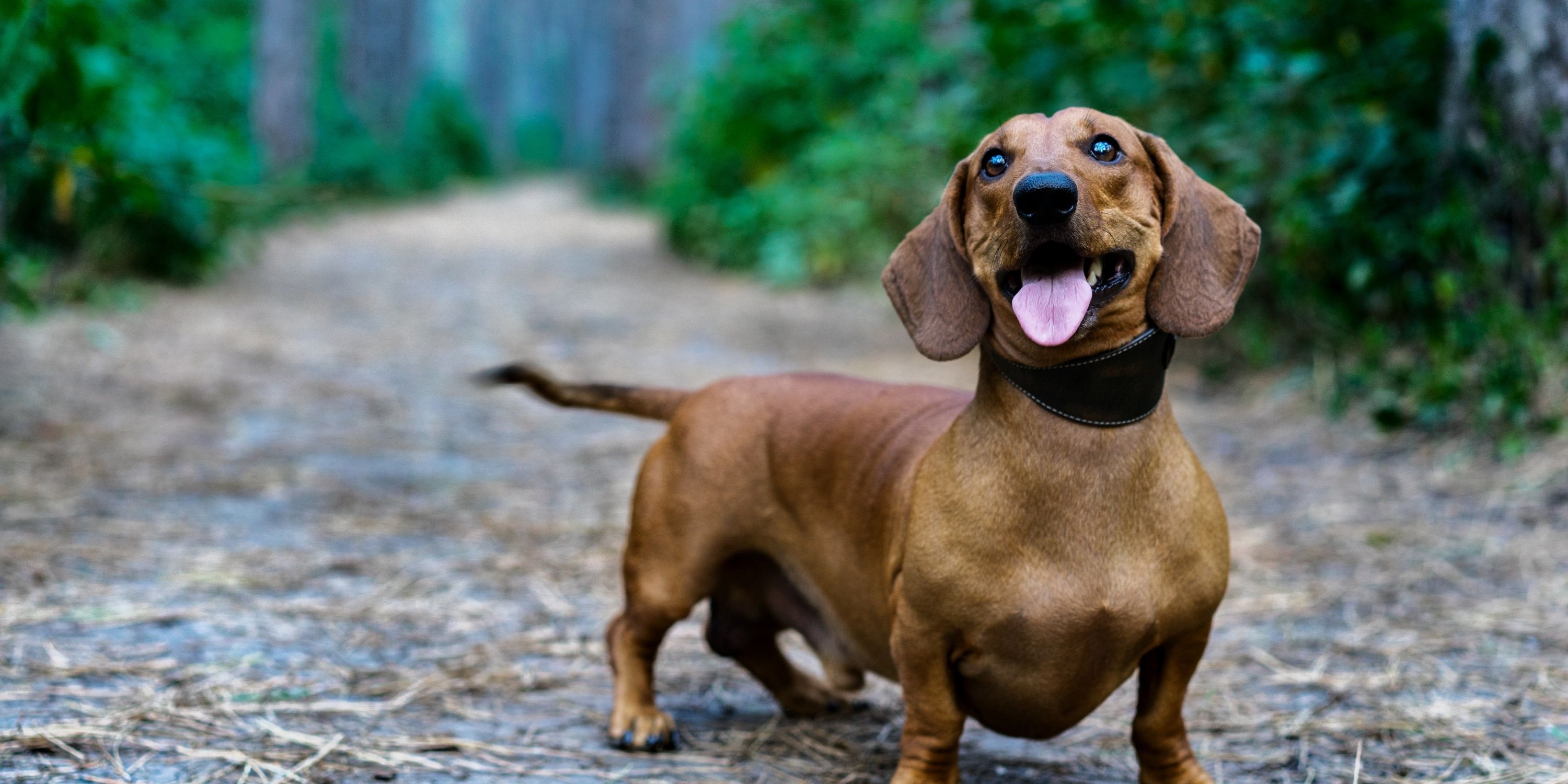 how much does plott hound maintenance cost
