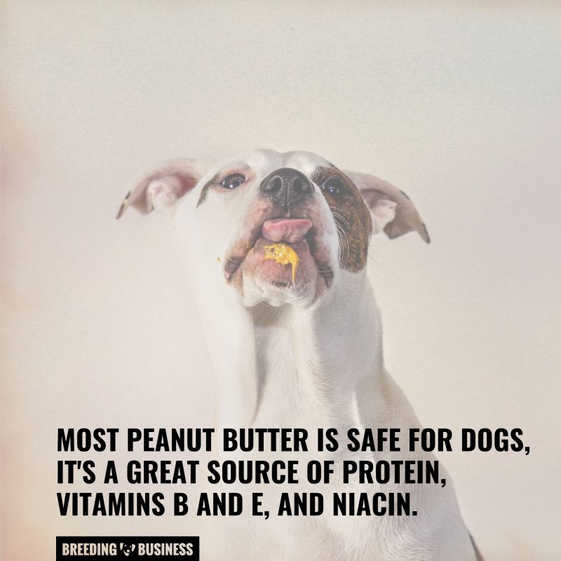 peanut butter kong treat for dogs