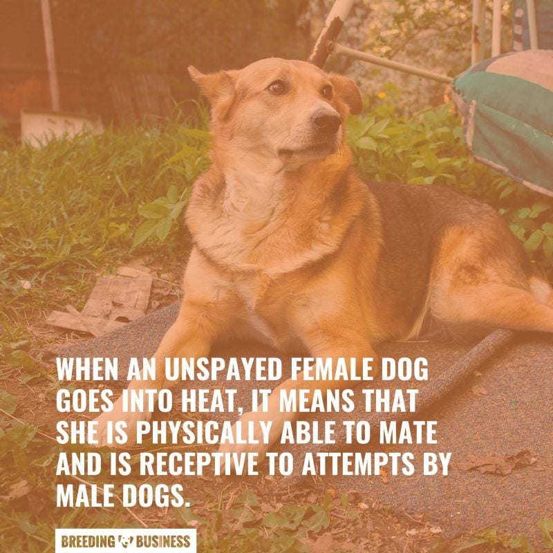 signs when your female dog is in heat