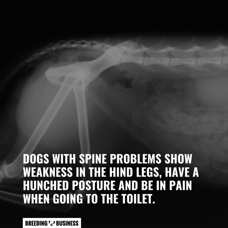 symptoms of dog spine prioblems