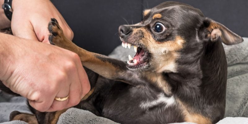 What Makes Dogs Aggressive – Common Reasons