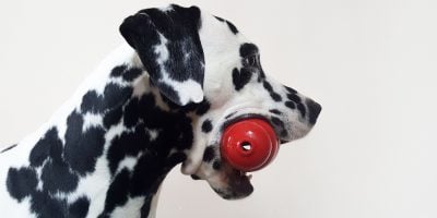ingredients to stuff in your dog's kong