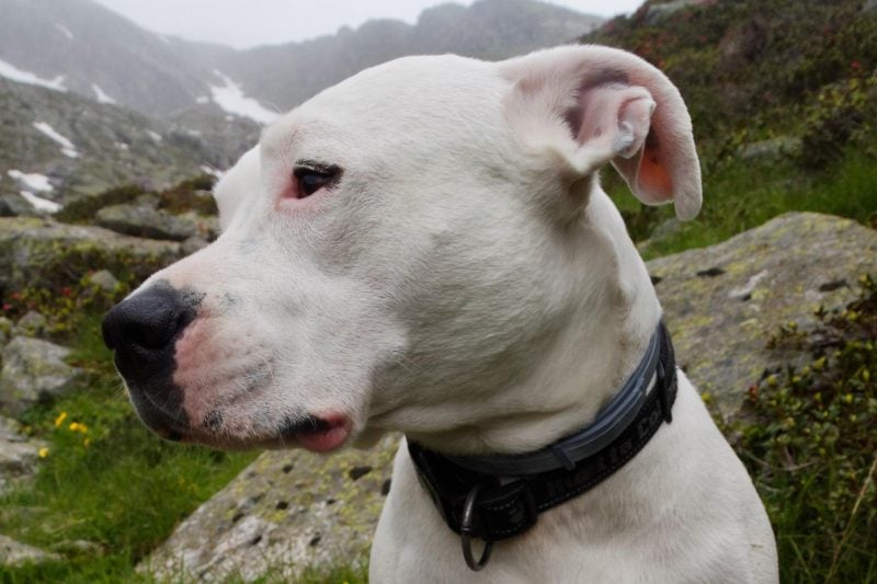 Dogo Argentino’s bite force has been measured at an average of 500 PSI