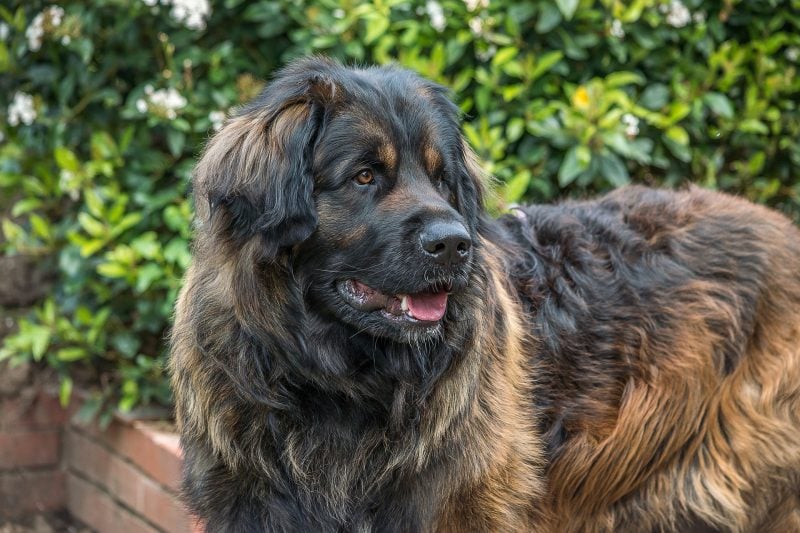 Leonberger is one of the largest dog breeds