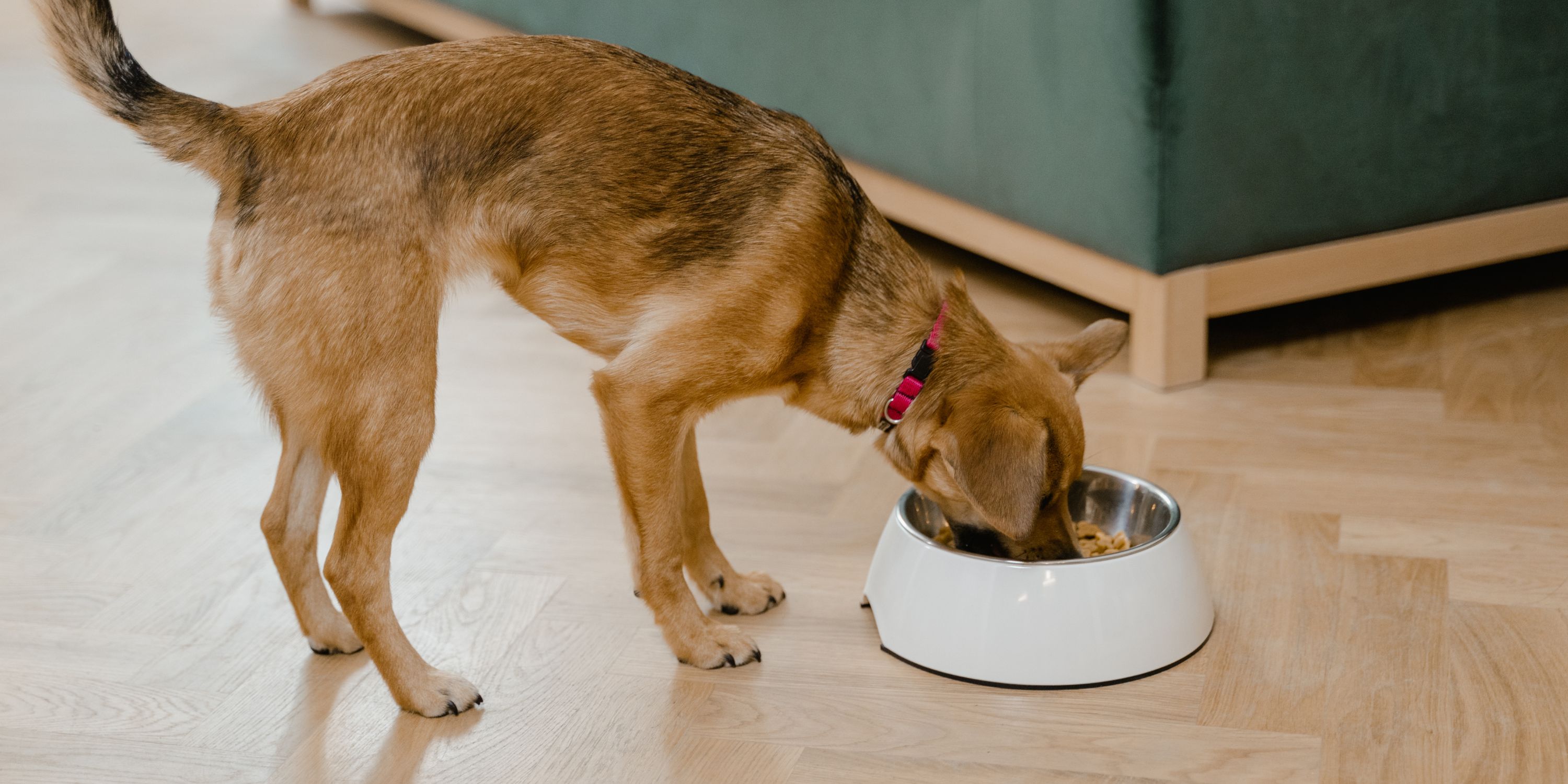 what makes a dogs liver enzymes to be elevated