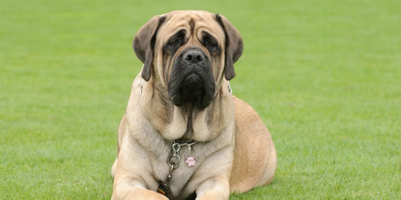 can a spanish mastiff live in spain