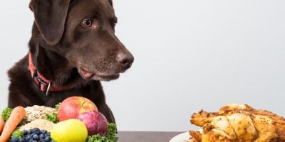 Do Vegan Dogs Need Supplements