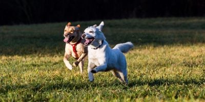 How often should you take your dog out?
